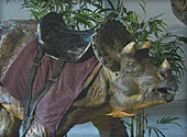 dinosaur saddle