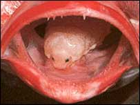 Fish Tongue