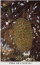 Durian