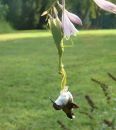 Mantis hummingbird