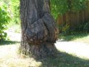 booty tree