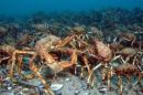 crabs
